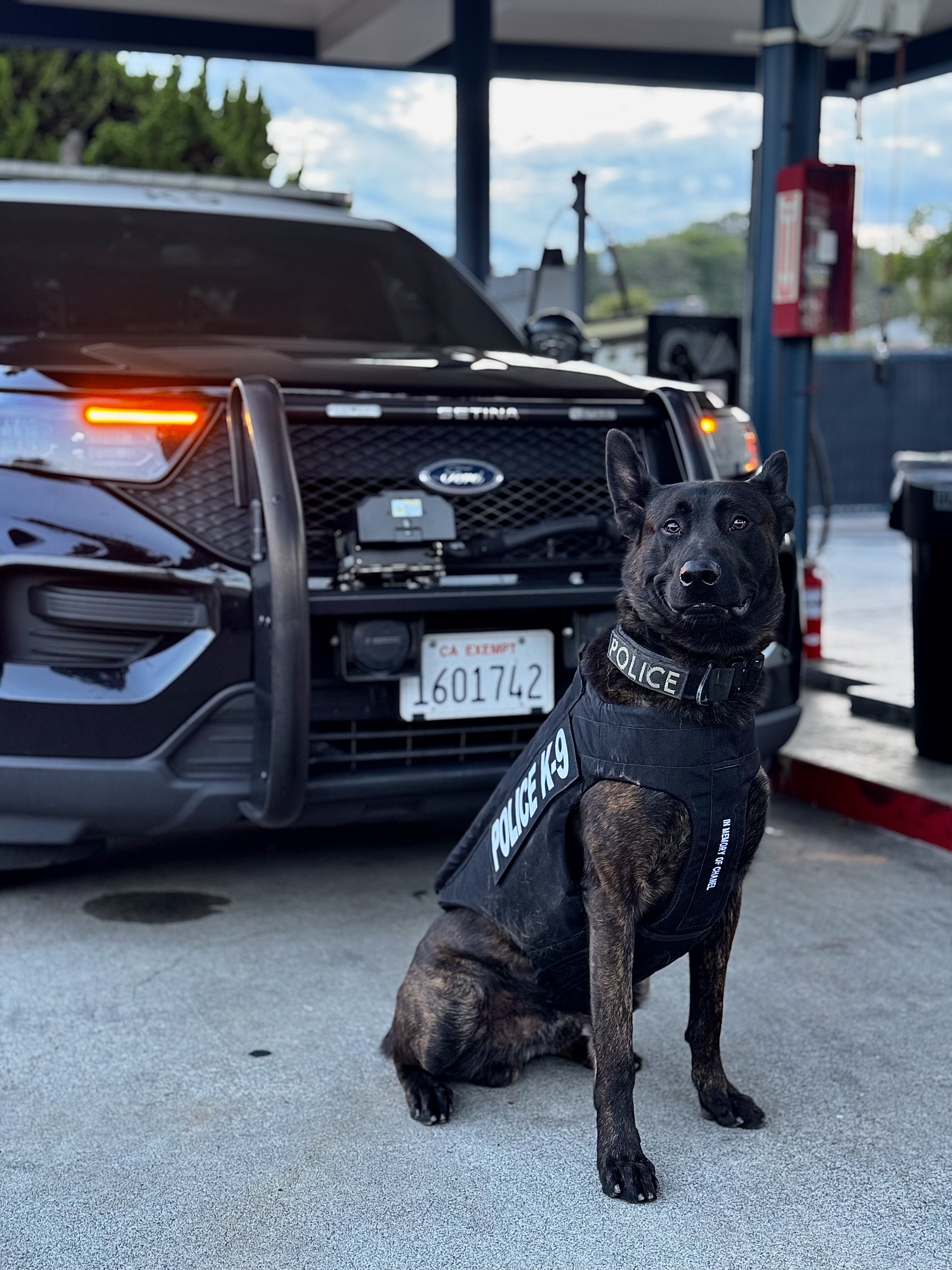K9 Kohu wearing a donated safety vest in front of a black and white police vehicle 