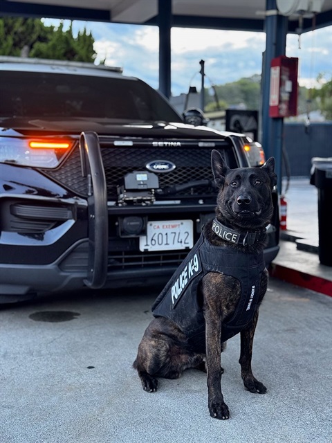 K9 Kohu wearing a donated safety vest in front of a black and white police vehicle 